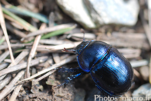 Geotrupes stercorarius